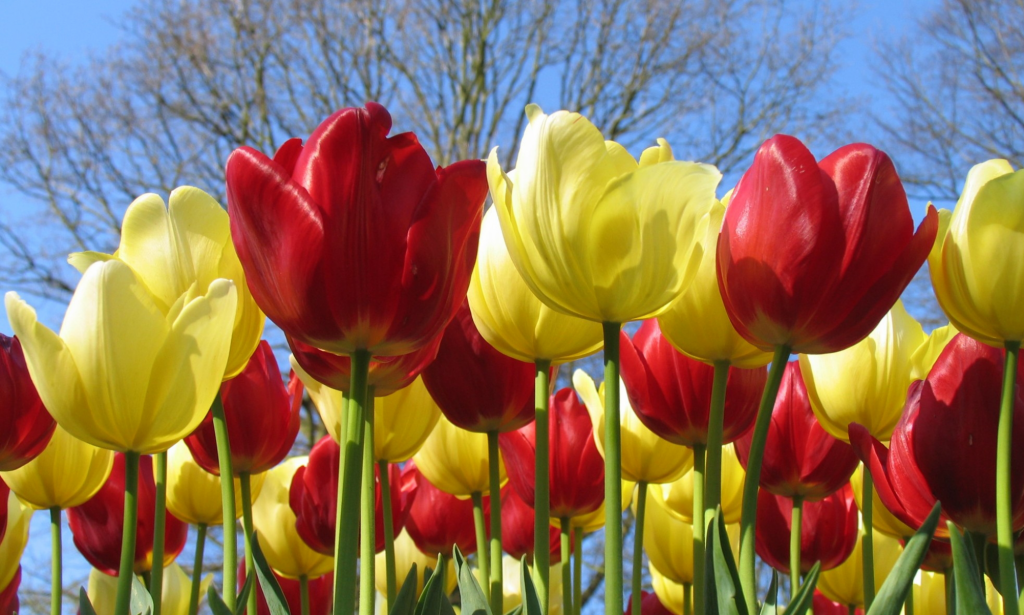 Princeton Estates Homeowners Association Official site of PEHOA in